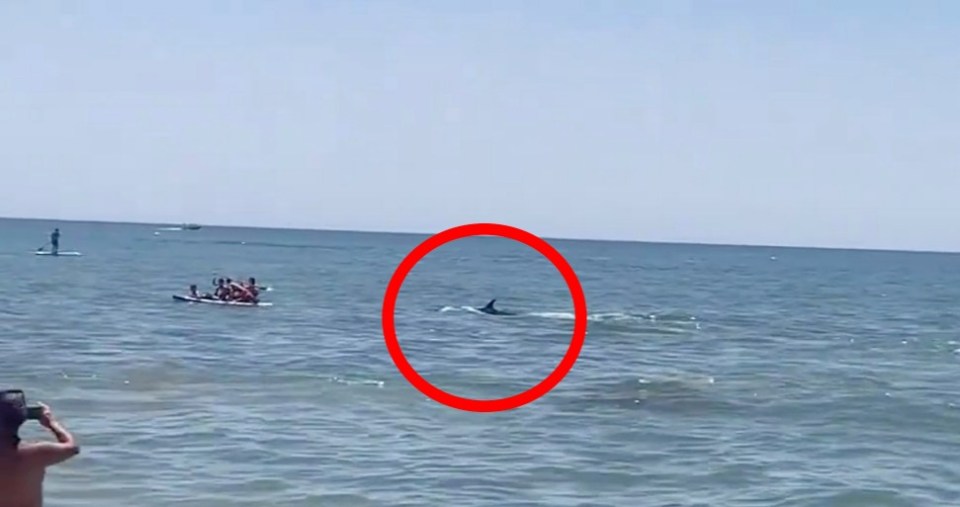 A huge shark fin ominously appeared above the waves at a Spanish beach