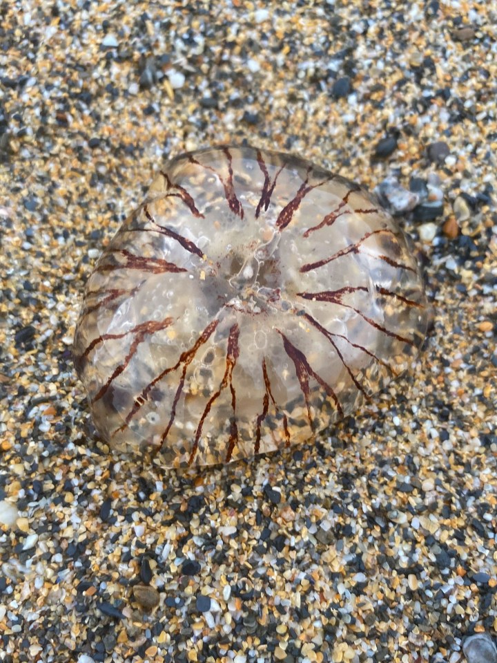 The sea creatures have brown markings which make them look like a compass