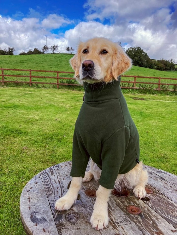 The Equafleece dog jumper comes in 14 different colours