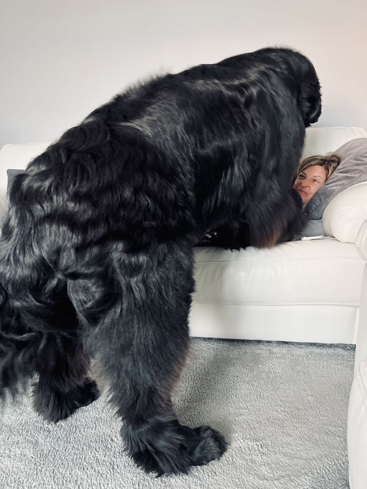 PIC FROM Kennedy News/@sherman_the_newfoundland_ (PICTURED: SHERMAN TOWERS OVER HIS OWNER BEVERLEY RICHARDSON, 41, AND STANDS AT 6 FT WHEN ON HIS BACK LEGS) This huge 11-STONE puppy thinks he's a lapdog and constantly turns his poor owners into tiny 'human dog cushions' on their sofa - and he's STILL growing. Cuddle monster Newfoundland Sherman is only 18 months old and will continue growing until he's three and is expected to pack on additional two stone by the time he's fully grown. Hilarious snaps show attention-seeking Sherman, who's almost 6ft tall when on his back legs, pouncing onto owners police officer Elliott and police admin worker Beverley Richardson. DISCLAIMER: While Kennedy News and Media uses its best endeavours to establish the copyright and authenticity of all pictures supplied, it accepts no liability for any damage, loss or legal action caused by the use of images supplied and the publication of images is solely at your discretion. SEE KENNEDY NEWS COPY - 0161 697 4266..