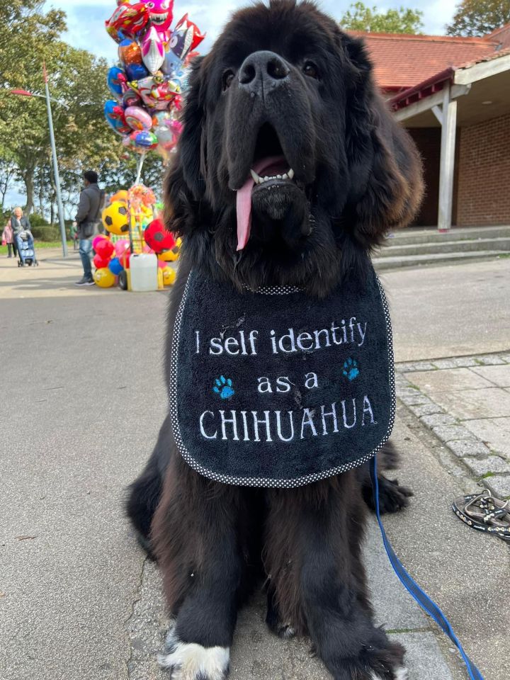 PIC FROM Kennedy News/@sherman_the_newfoundland_ (PICTURED: SHERMAN'S BEEN DESCRIBED AS A 'MASSIVE SWEETHEART' BY HIS OWNERS) This huge 11-STONE puppy thinks he's a lapdog and constantly turns his poor owners into tiny 'human dog cushions' on their sofa - and he's STILL growing. Cuddle monster Newfoundland Sherman is only 18 months old and will continue growing until he's three and is expected to pack on additional two stone by the time he's fully grown. Hilarious snaps show attention-seeking Sherman, who's almost 6ft tall when on his back legs, pouncing onto owners police officer Elliott and police admin worker Beverley Richardson. DISCLAIMER: While Kennedy News and Media uses its best endeavours to establish the copyright and authenticity of all pictures supplied, it accepts no liability for any damage, loss or legal action caused by the use of images supplied and the publication of images is solely at your discretion. SEE KENNEDY NEWS COPY - 0161 697 4266..