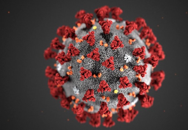 (FILES) This file handout illustration image obtained February 3, 2020, courtesy of the Centers for Disease Control and Prevention, and created at the Centers for Disease Control and Prevention (CDC), reveals ultrastructural morphology exhibited by the novel coronavirus, COVID-19. - American health authorities said February 25, 2020 they ultimately expect the novel coronavirus to spread in the United States and are urging local governments, businesses, and schools to develop plans like canceling mass gatherings or switching to teleworking. The comments mark a significant escalation in the level of threat being conveyed to the US public and come amid fears of a pandemic, as the disease has taken root in several countries outside China, including Iran, Italy, Japan, Singapore, South Korea, Taiwan and Thailand. (Photo by Lizabeth MENZIES / Centers for Disease Control and Prevention / AFP) / RESTRICTED TO EDITORIAL USE - MANDATORY CREDIT &quot;AFP PHOTO /CENTERS FOR DISEASE CONTROL AND PREVENTION/ALISSA ECKERT/HANDOUT &quot; - NO MARKETING - NO ADVERTISING CAMPAIGNS - DISTRIBUTED AS A SERVICE TO CLIENTS (Photo by LIZABETH MENZIES/Centers for Disease Control and /AFP via Getty Images)