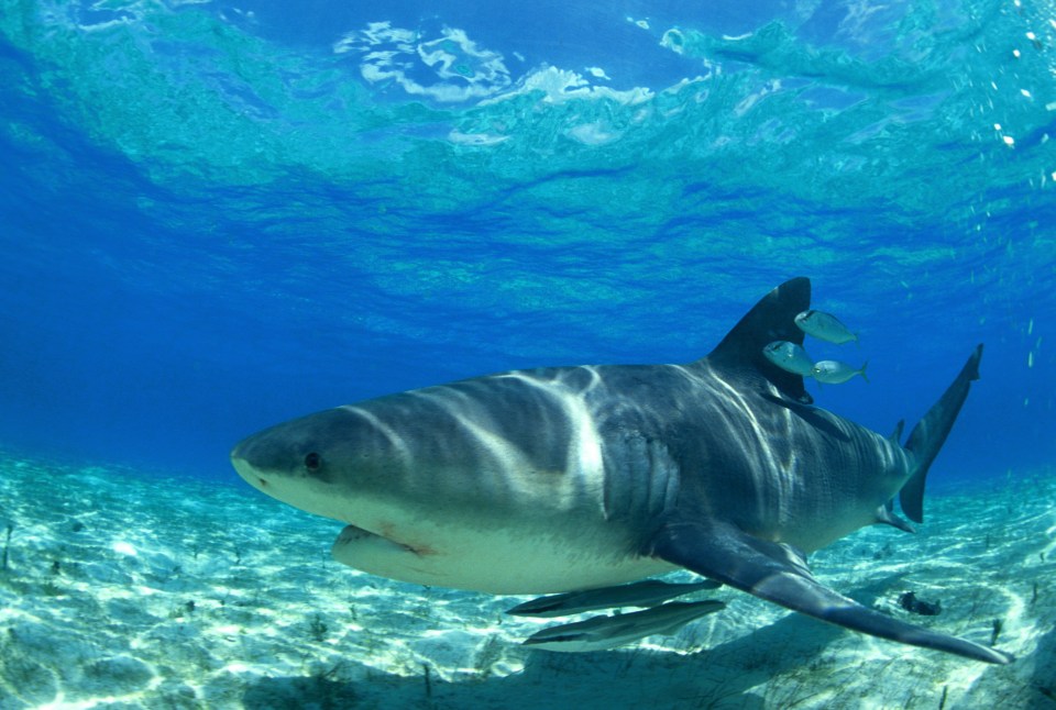 Bull sharks are just one of the beasts responsible for attacks on Reunion