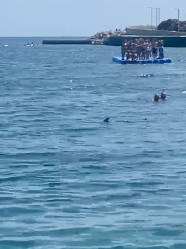 Beachgoers watched in horror as the creature hovered just feet away from swimmers