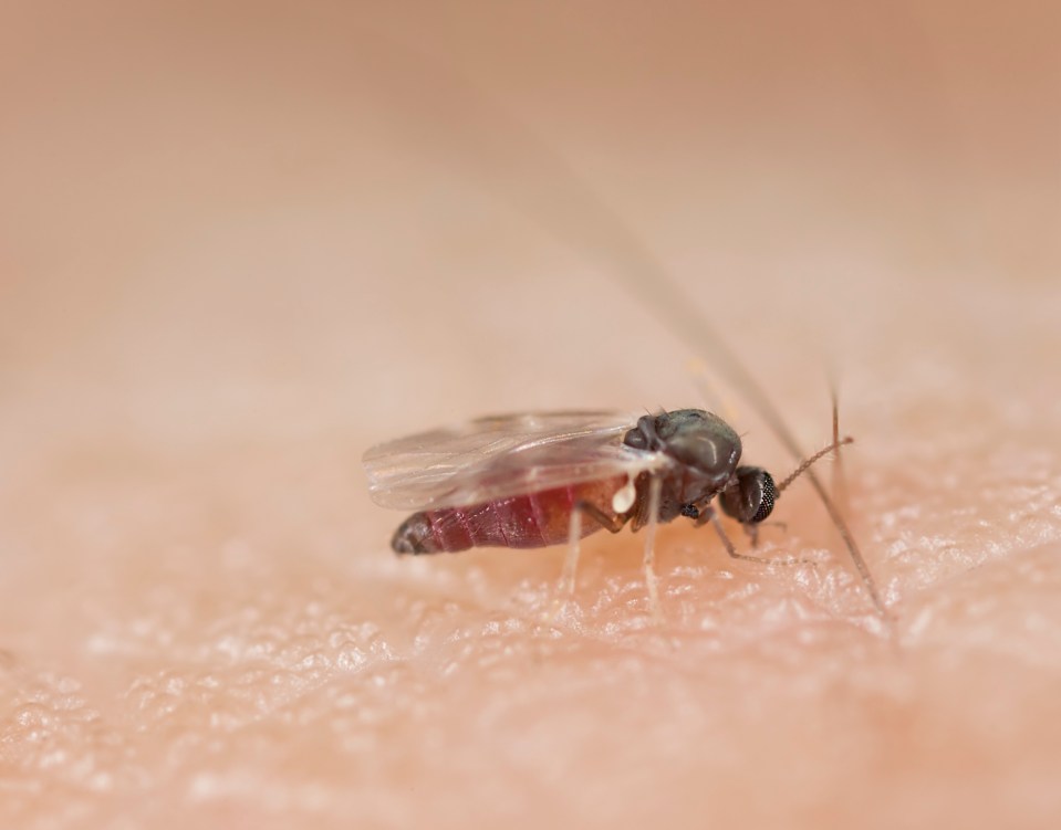 Black flies are good at getting under clothes to bite you