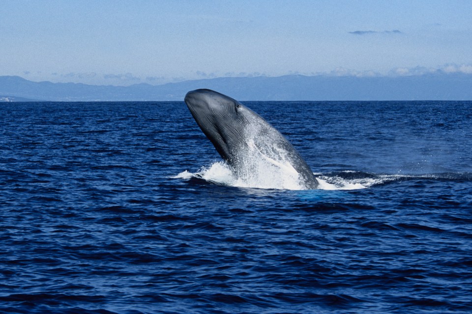 A spare of orcas attacking boats off the coastline has led to the ban