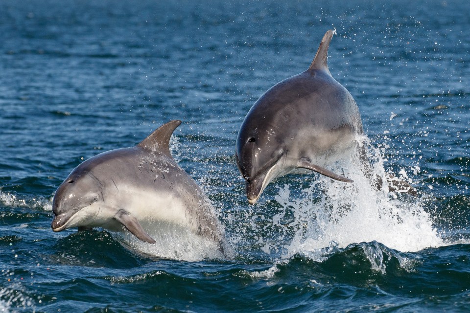 Martin has said he lived thanks to the pod of dolphins which appeared