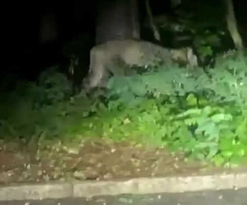 The footage of the animal sparked a huge police operation