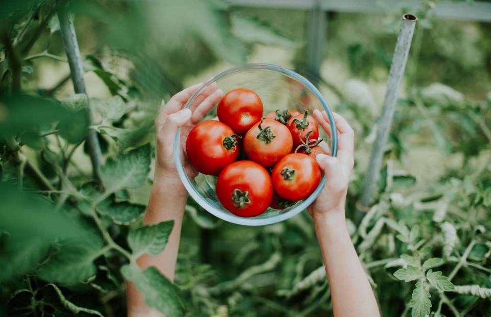 Child holding a clear bowl of ripe tomatoes among tomato plants.