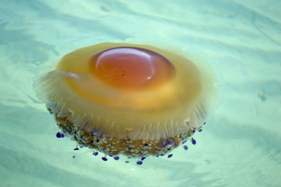 The fried egg jellyfish have become increasingly common