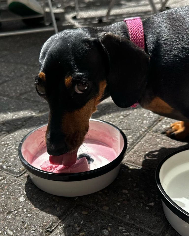 Danni's dog enjoy's a nice meal as she takes a snap of him