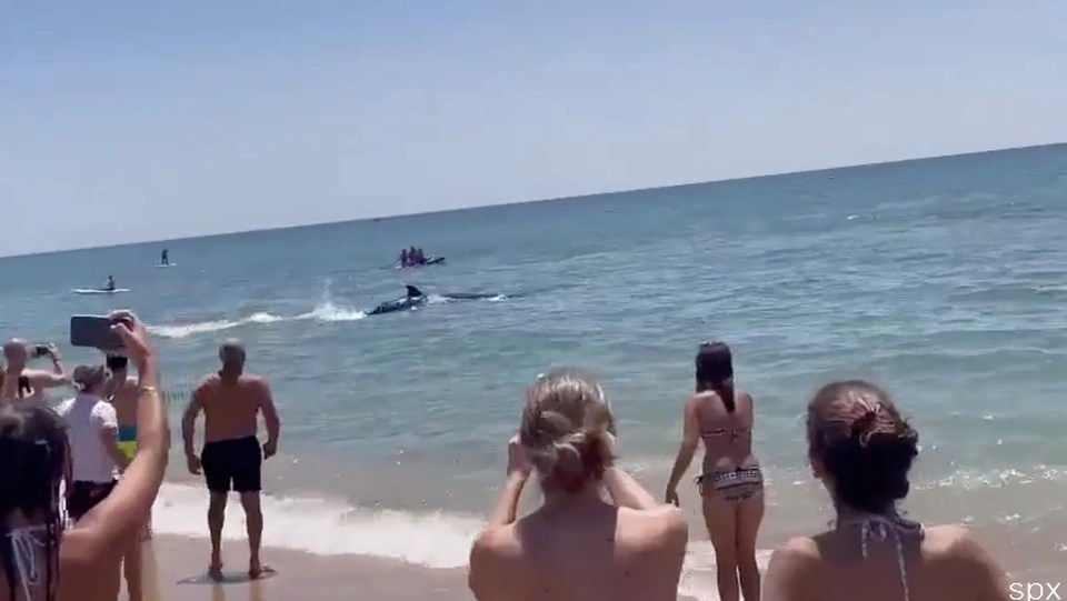 Panicked beachgoers were seen looking on in horror