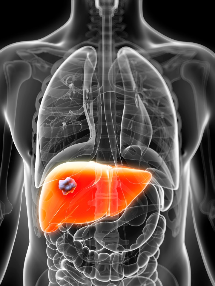 The liver is the second largest organ in the body