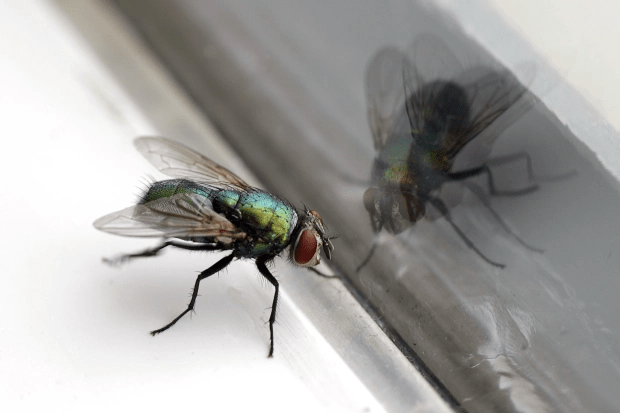 Flies are an unwanted nuisance during the summer months