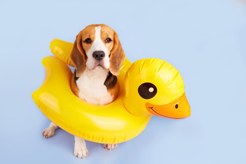 A beagle dog in an inflatable floating circle in the shape of a duckling on a blue isolated background. Summer holidays. Copy space.