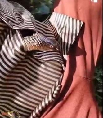 The deadly king cobra reveals itself after slithering into a man's shirt