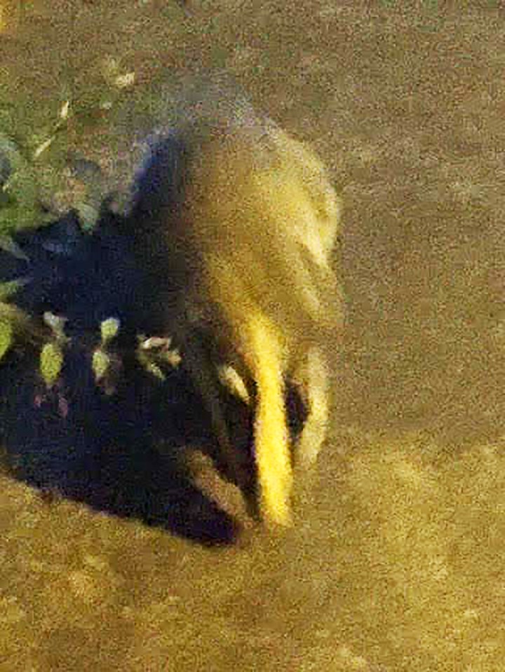 Pic from Stephen Mc Donald/ Magnus News. Pic shows the "ferociously fast" badger which rushed a man in Birmingham, UK, almost "breaking his leg" in a terrifying encounter earlier this month around midnight as he searched for his cat on July 2...Image usage your standard rates for print and online. Queries please email pictures@magnusnewsagency.com or call +44(0)1215371514 www.magnusnewsagency.com If you need more copy please email newsdesk@magnusnewsagency.com or check with your newsdesk. ..COPY ..FEROCIOUS BADGER COULD HAVE BROKEN MY LEG, SAYS MAN RUSHED BY MUSTELID IN LATE NIGHT ALLEYWAY ENCOUNTER ..By Richard Ashmore..A man fears a ferociously fast badger could have broken his leg after the mustelid rushed him in a scary late-night alleyway encounter...Stephen Mc Donald was confronted by a pair of the stocky black and white mammals as he searched his neighbourhood for his missing cat, Niche...Stephen, 46, had just returned from a weeks holiday with his wife in Greece when his daughter had told him his cat had not been seen around his home in Quinton, Birmingham. ..Thinking his moggy may have become depressed in his absence, Stephen decided to take a walk to find Niche one night earlier this month. ..But as he searched the streets the dad-of-one was suddenly confronted by two badgers lurking down an alleyway. ..Stephen, 46, said he got out his camera to photograph the fascinating moment, but things quickly turned from Springwatch to Crimewatch as one of the bulldog-sized badgers charged. ..He said: I saw this as an opportunity not to be missed and took my phone out in an attempt to record the two badgers as it was really fascinating, but Springwatch suddenly turned into Crimewatch...I was going to show my neighbours the pictures the following day as everyone is aware that badgers exist in our avenue, but very few people have actually seen them. ..When I took out my phone, typically I couldn't get the sodding video to work so I started taking random photos secretly trying not to disturb them. ..I managed to get relatively close and started snapping away from the side and somehow losing my concentration I managed to face one badger square on. ..When the culprit noticed me, I was about three metres away, and he suddenly and intentionally rushed at me at with ferocious speed. ..He brushed passed my leg, which I just managed to move out of the way at the last minute, and he stampeded through a small fence. ..His accomplice also bolted through another fence in the corner causing quite a large commotion and noise. ..The speed and fright of the incident almost knocked me off my feet and caused me to drop my camera and my keys in the melee. ..I am convinced, the badger could have broken my leg (not intentionally) given the size and speed at which it was moving...Stephen said he estimated his mammalian assailant was about three to four stone in weight and not dissimilar in size to a bulldog. ..The finance managers brush with the badgers happened around midnight on July 2 and thankfully he has since managed to find his cat Niche...Stephen, who also works as a photographer, said: Upon returning to my house I managed to find our cat who trotted over to me like nothing had happened and just like it was a normal day in the office for him...I did not sustain any injuries thankfully, more a matter of shock as what I had experienced. I don't see the Badgers as being a problem although the noise and commotion by them could be classed as anti-social behaviour perhaps...I guess that it was my own fault and naivety that caused the incident as my curiosity got the better of me. ..The badgers were probably more scared of me and just bolted at me in an attempt to find a clear exit and escape route. I wouldn't recommend that anyone approaches a badger as they are quite formidable and do have large claws...ENDS .