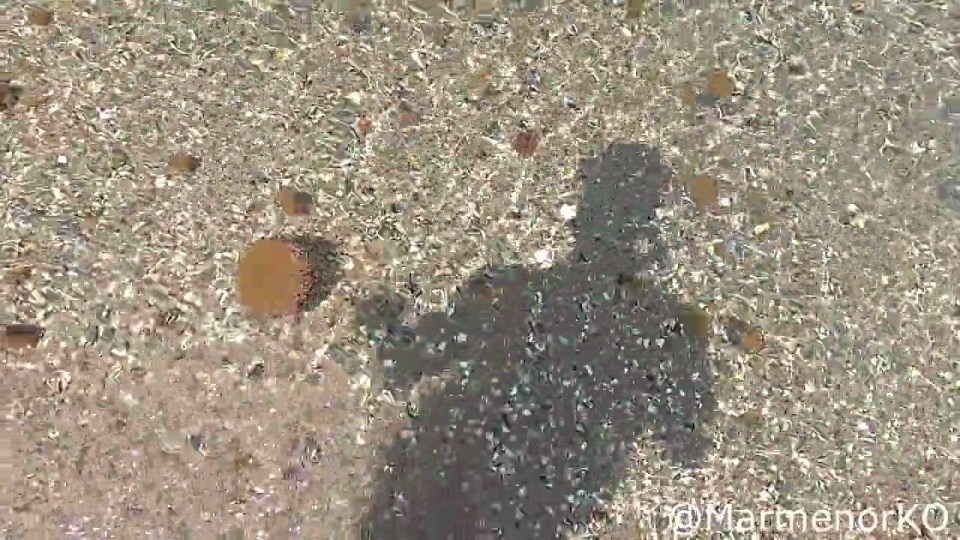 A viral video showed the baby jellyfish in shallow waters by Alicante