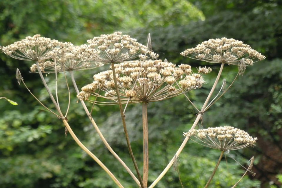 Giant hogweed can grow to a whopping 25ft and is "widely distributed" in the UK