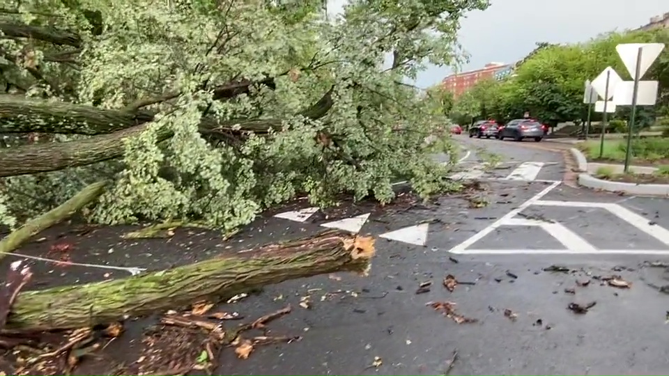 Some of the trees had fallen across a road