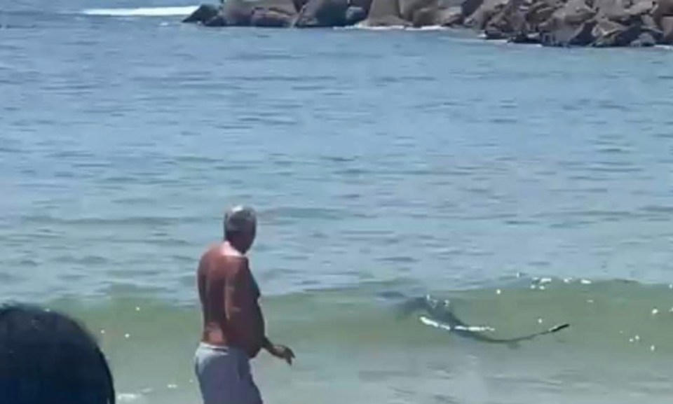 A man dared to stay in the water close to the shark