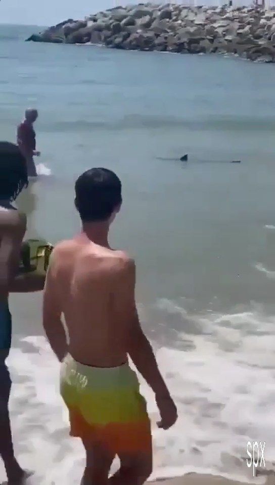 The shark forced beachgoers to flee the water in a hurry