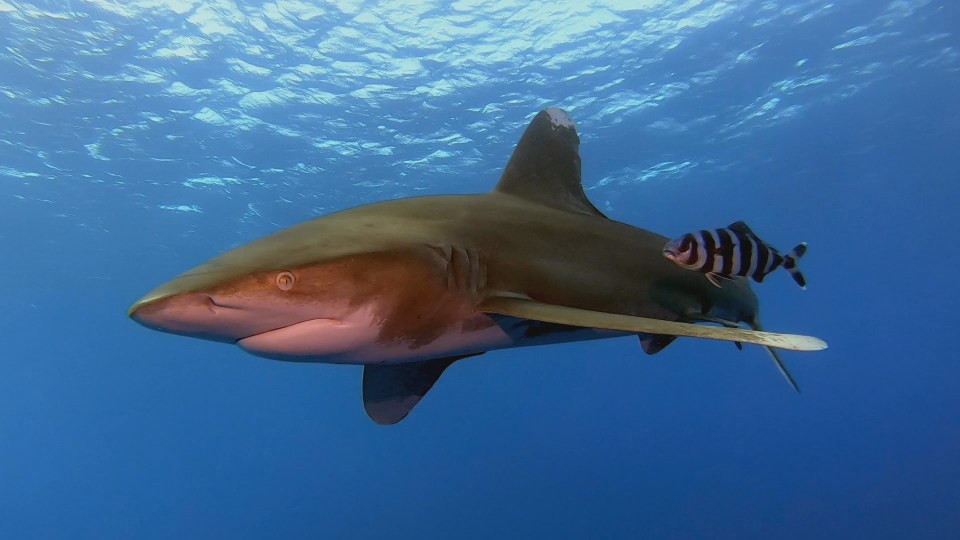 A bull shark - the type that attacked Addison