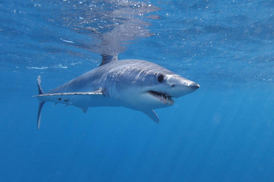 The mako shark is known to frequent the waters of the Red Sea