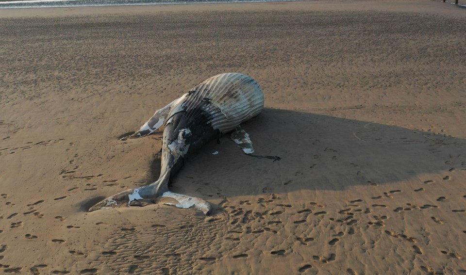 The dead whale was 30ft long