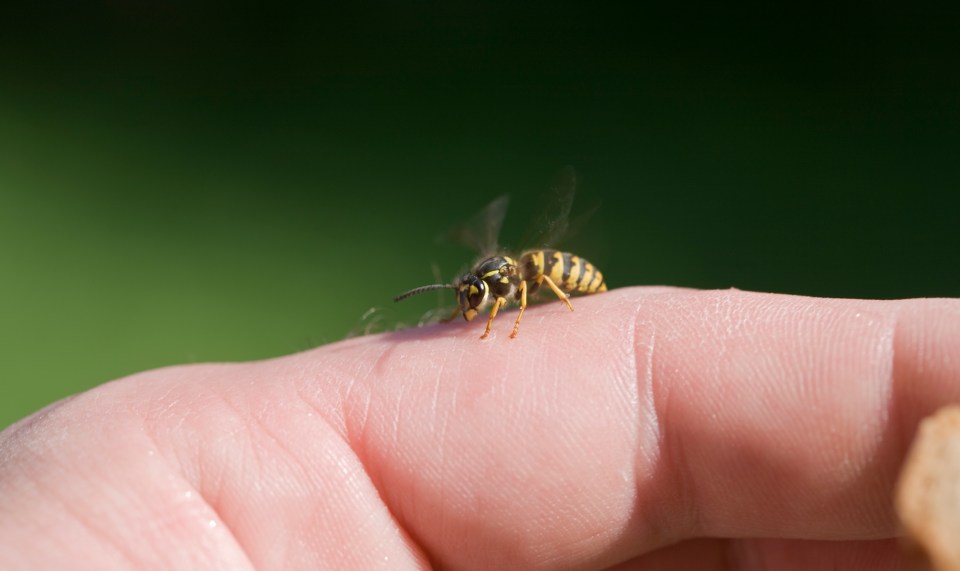 Wasps may sting you more than once