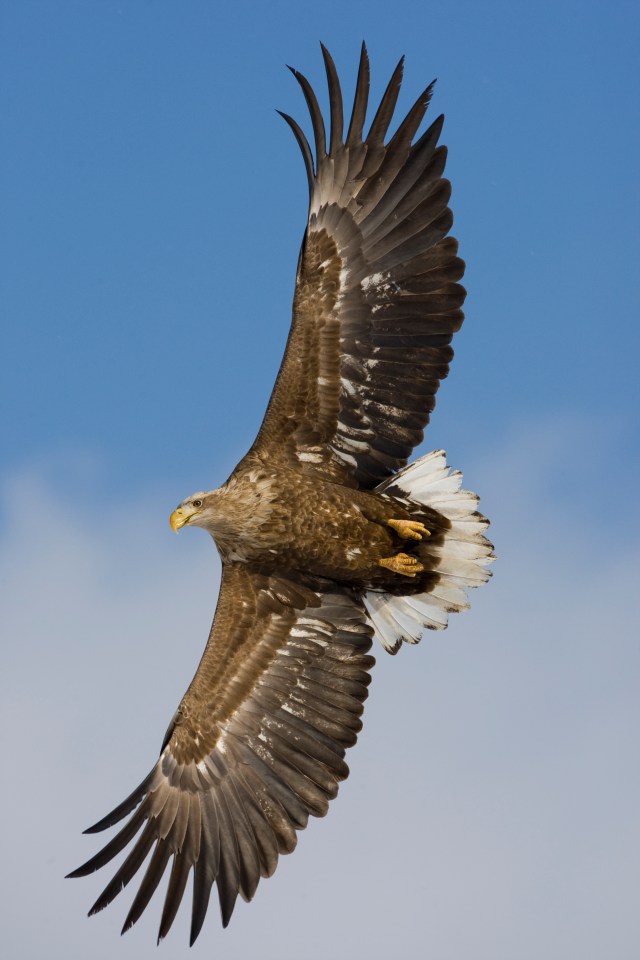 The skies are full of the white-tailed sea-eagle with an impressive wingspan of 2.4metres