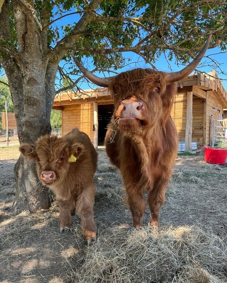 Kids can meet the animals including highland cows