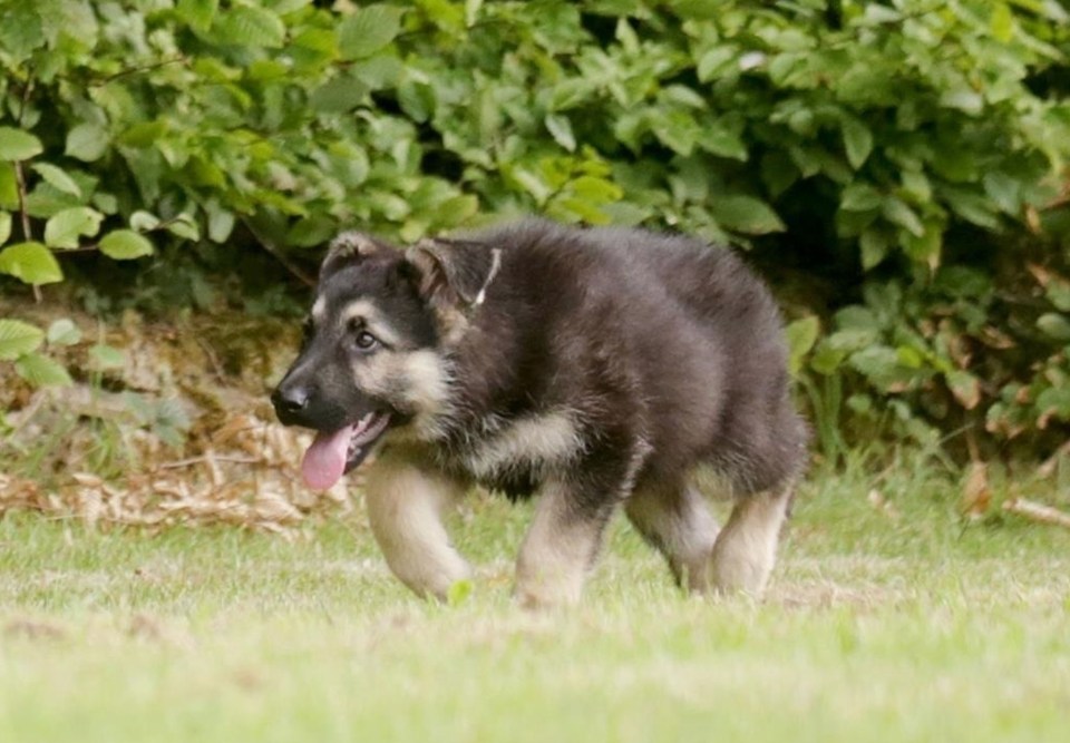 Her adorable new pooch will be her protection dog