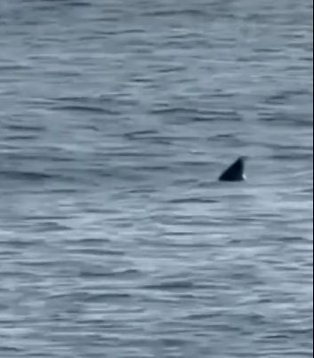 The apparent shark fin was spotted in waters close to the Norfolk coast