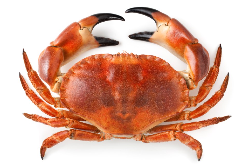 Dogs are too expensive - I'm getting a crab