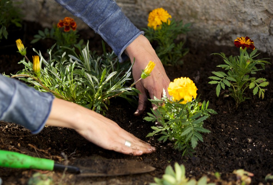 The gardening whizz shared how you can get more plants from your existing ones