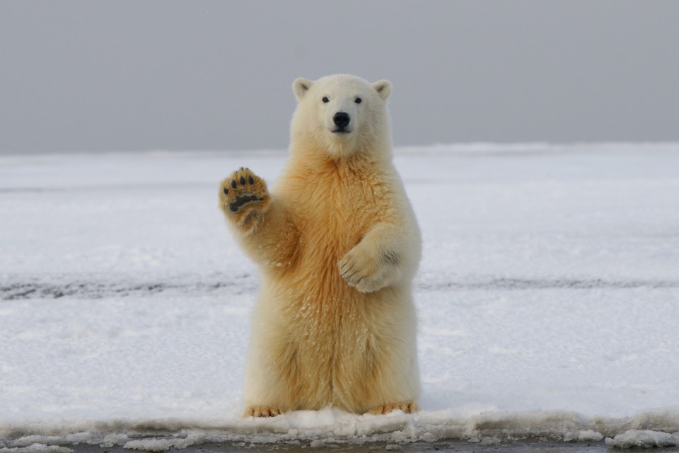 Polar bears love hunting for seals on the ice