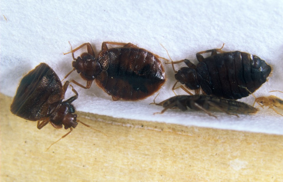 Adult bedbugs are around 5-7mm in length