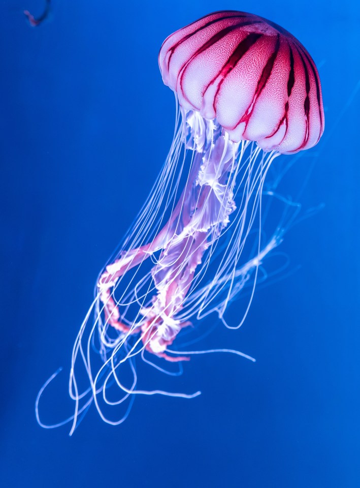 Spanish activists have put up fake signs warning of jellyfish and falling rocks to deter the Brits from visiting certain beaches