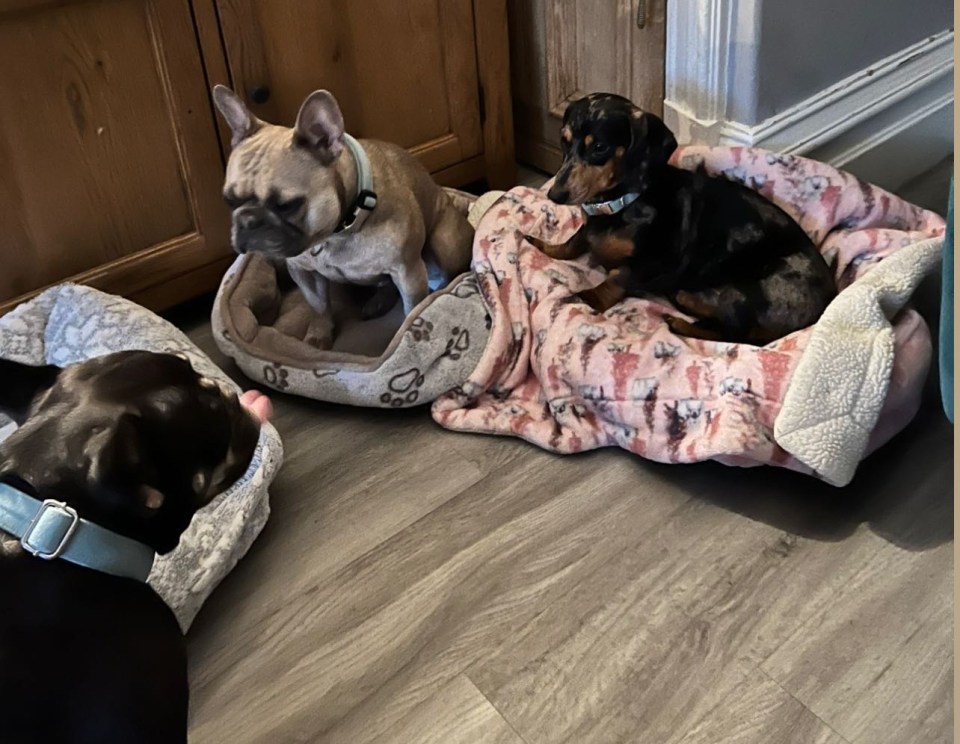 Their seven pooches live with them in their ten-bed home