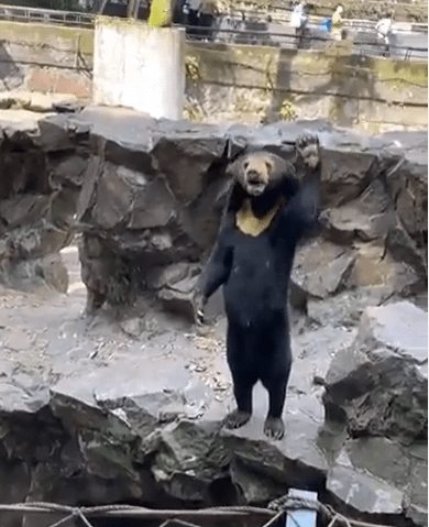 Angela the bear has baffled the world by standing on her hindlegs and waving at visitors