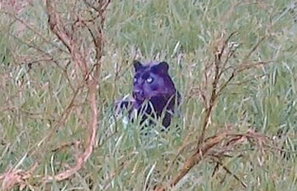 Film-makers have found the 'clearest ever' photo of a big cat prowling the British countryside