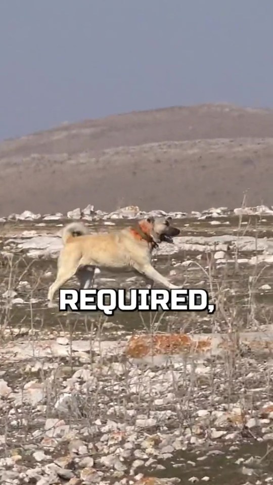 The Kangal needs serious training and could be very dangerous in the wrong hands