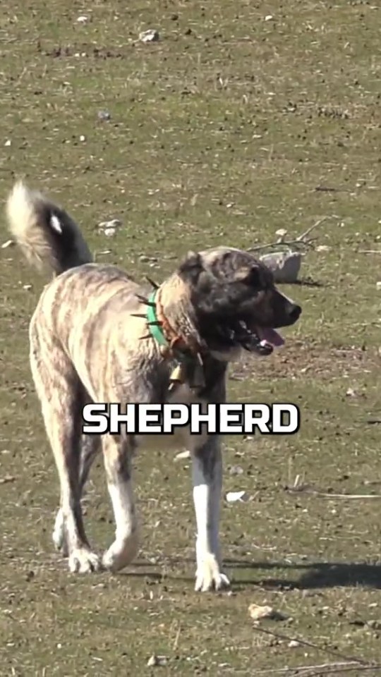 The Caucasian Shepherd, he claims, is one of the most dangerous dogs in the world