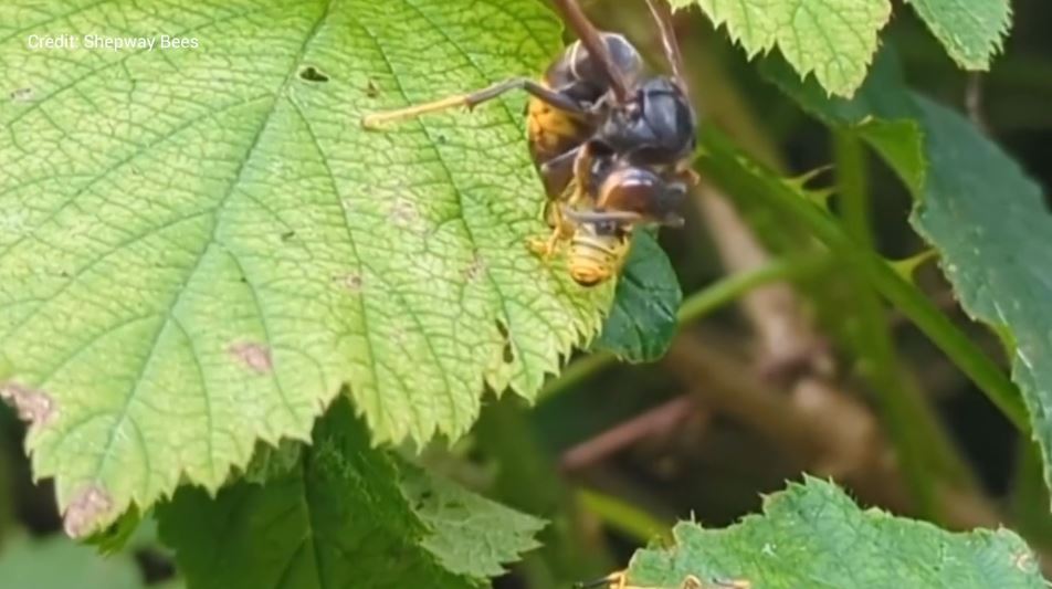 The video, which was shot in Kent, comes as experts say they fear the killer insect is invading the UK