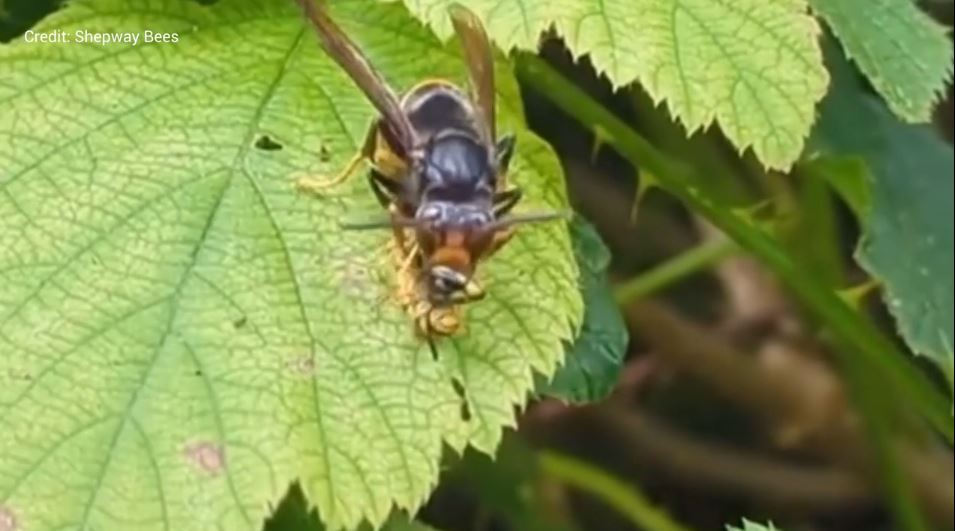 A horror clip has revealed the moment an Asian hornet decapitates a wasp