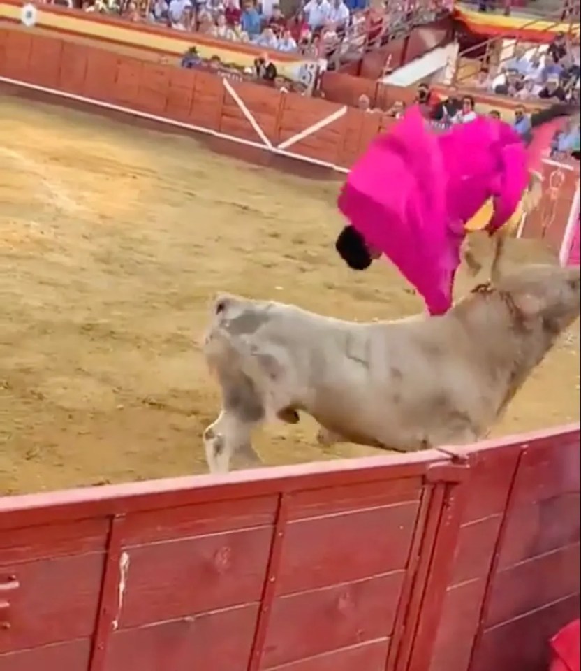 The matador was sent flying through the air as the animal charged at him