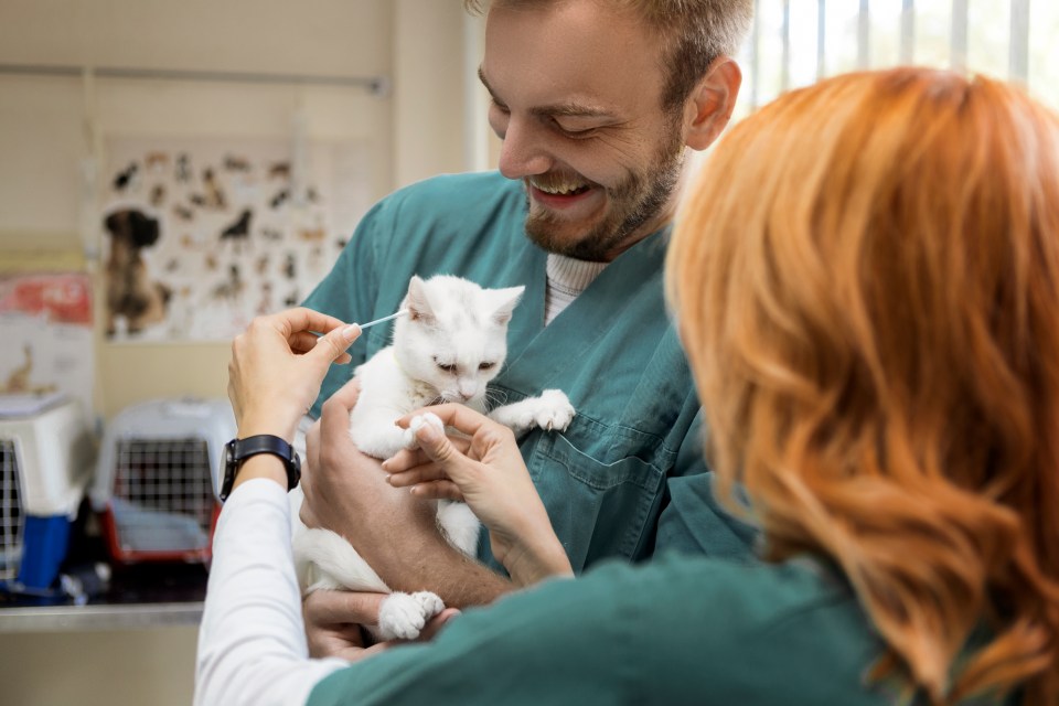 Brits could face thousands of pounds in vet bills if their pet isn't insured