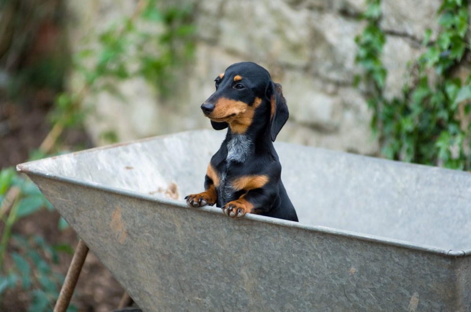 He paid tribute to his former miniature dachshund Brenda who previously passed away