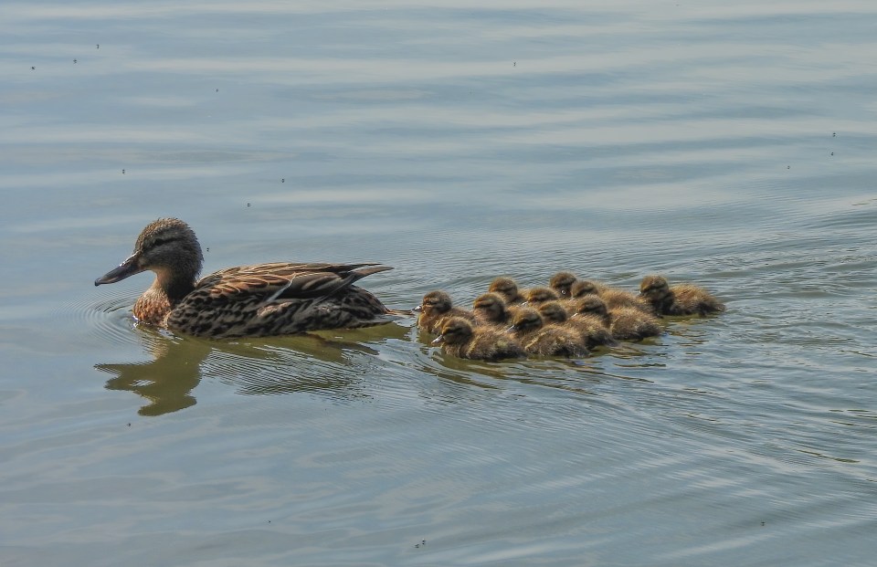 Four sounds were detected with an underwater microphone but it might actually have been ducks